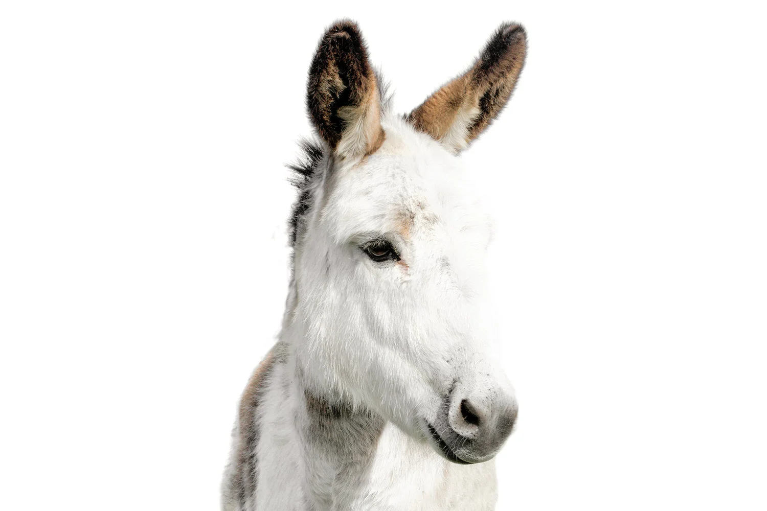 jackdonkey.jpg