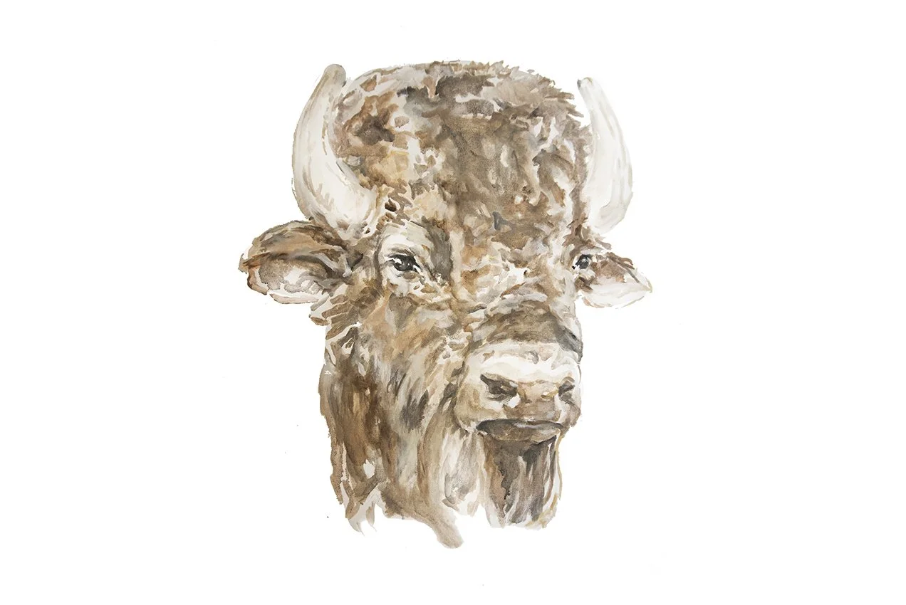 bison-website.jpg