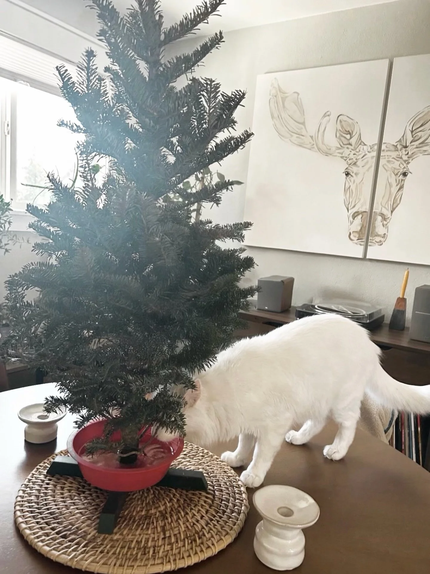 Nimbus makin&rsquo; Christmas a whole lot more cute in the Torti household while keeping moose company 🤍 @ahanifin  @johntorti