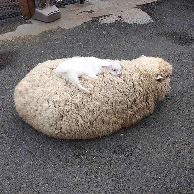 This is how positive humanity makes me feel. (image via popmyeyes )
