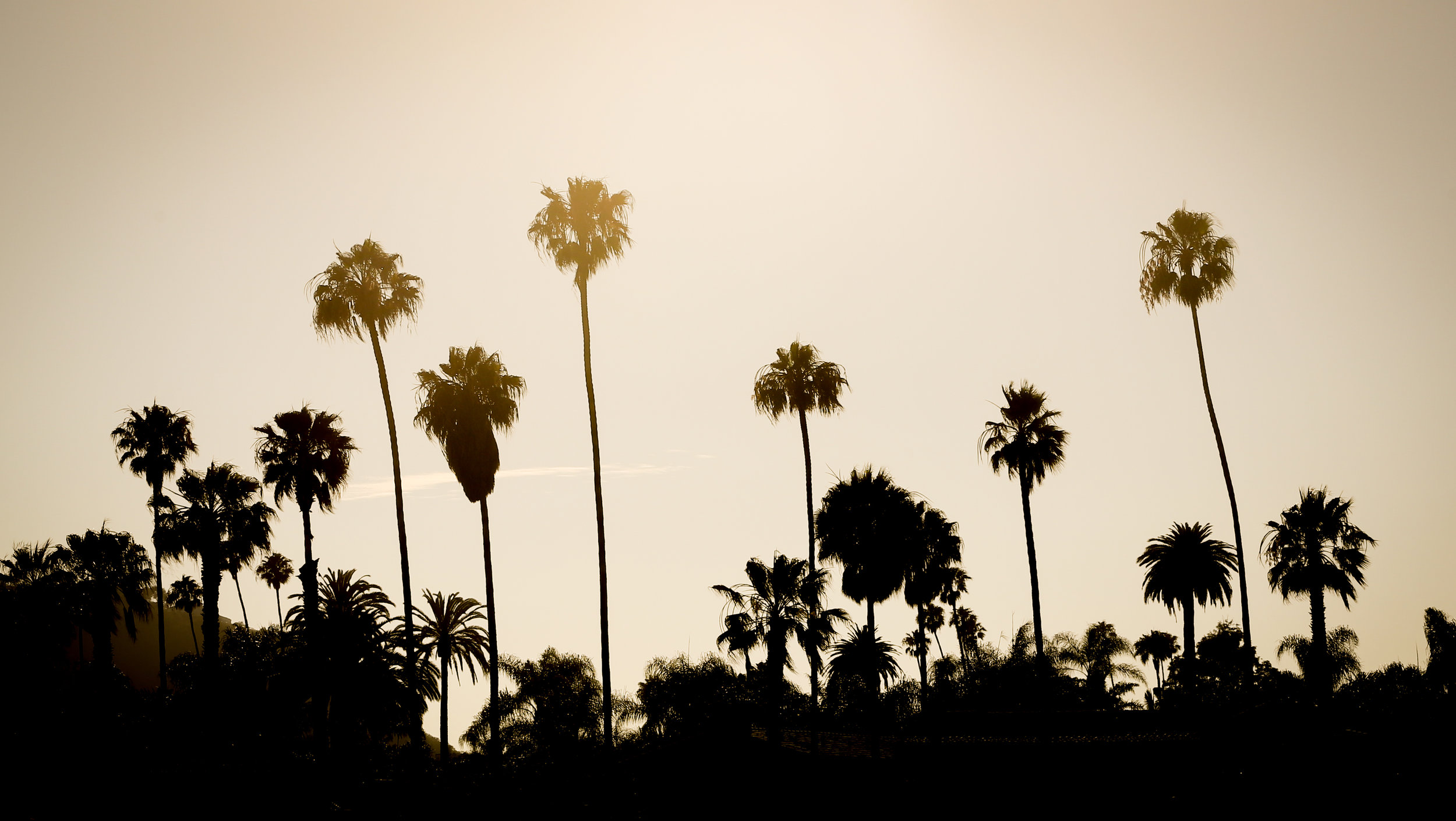 Santa Barbara Palm Trees