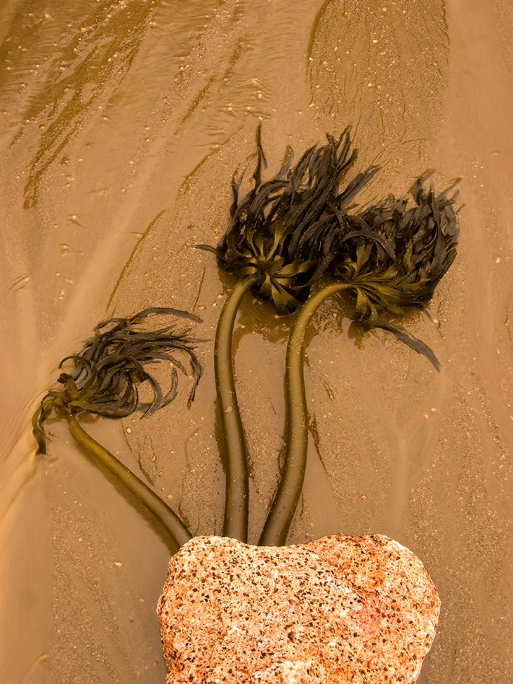 Kelp Tree