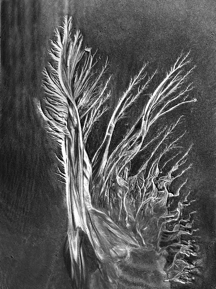 Tree of Life