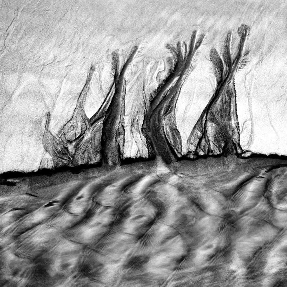 Trees by a Velvet Sea