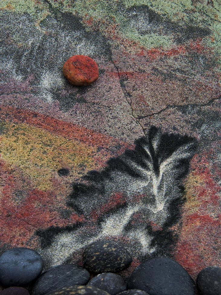Seedling