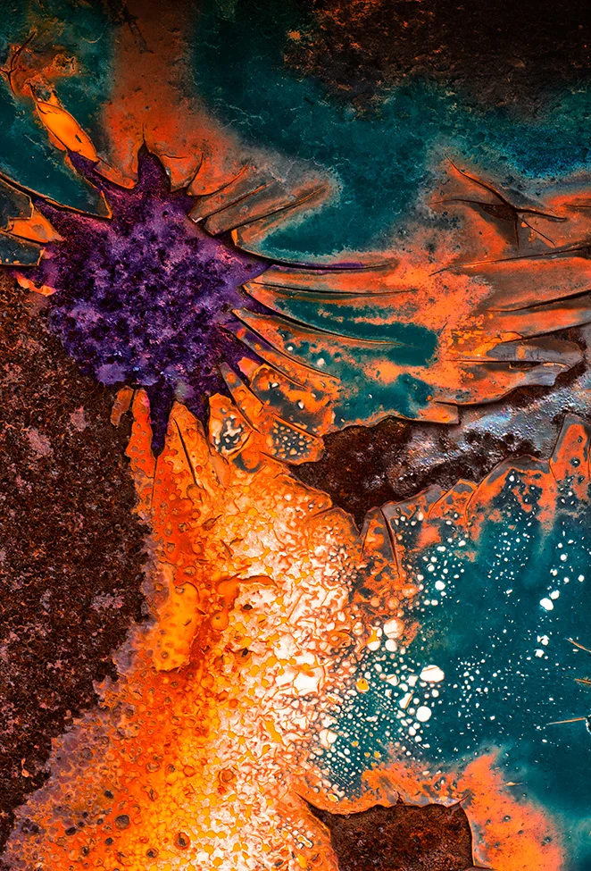 Sea Urchin