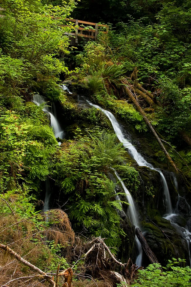 Quinault Rain Forest No. 3