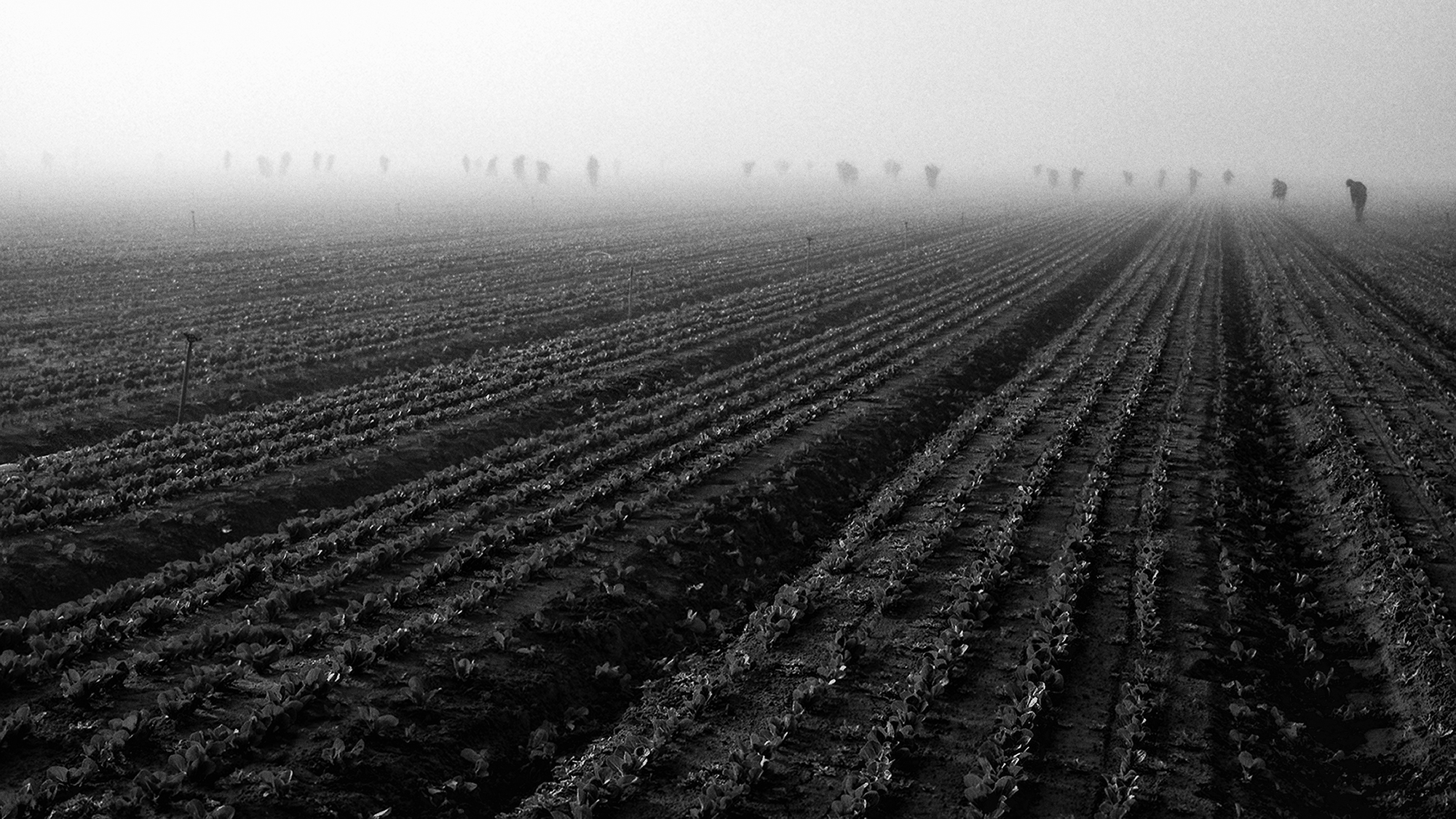 Lettuce Workers ©2003 Tom O Scott