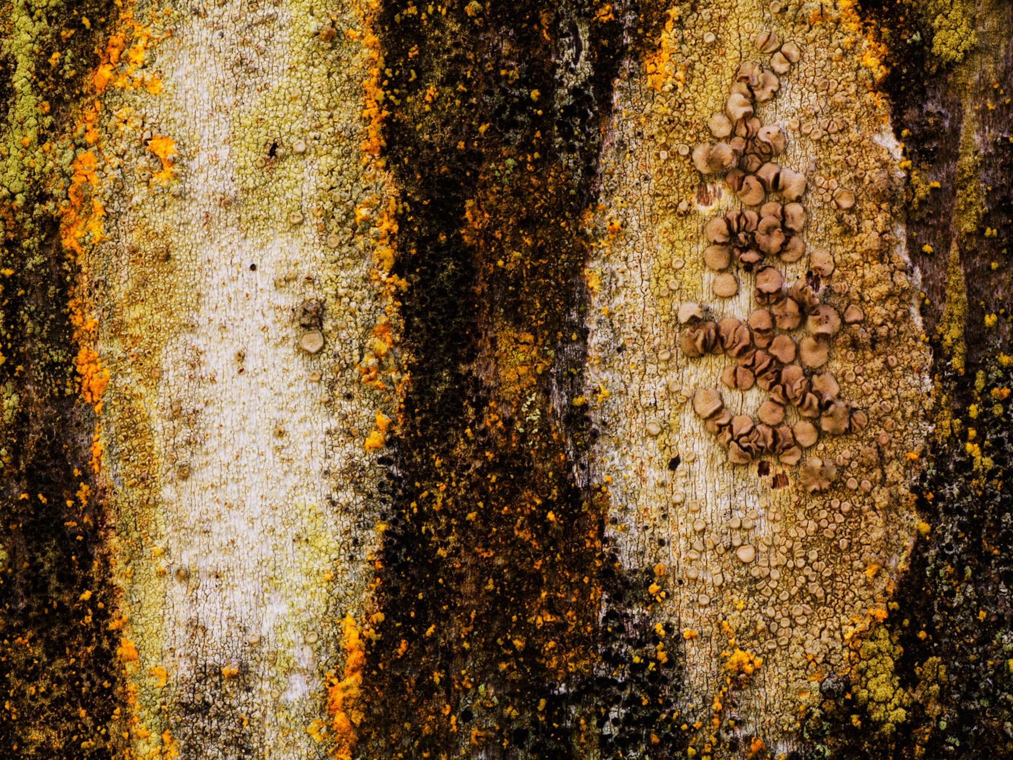 Point Reyes #8 ©2014 Tom O Scott