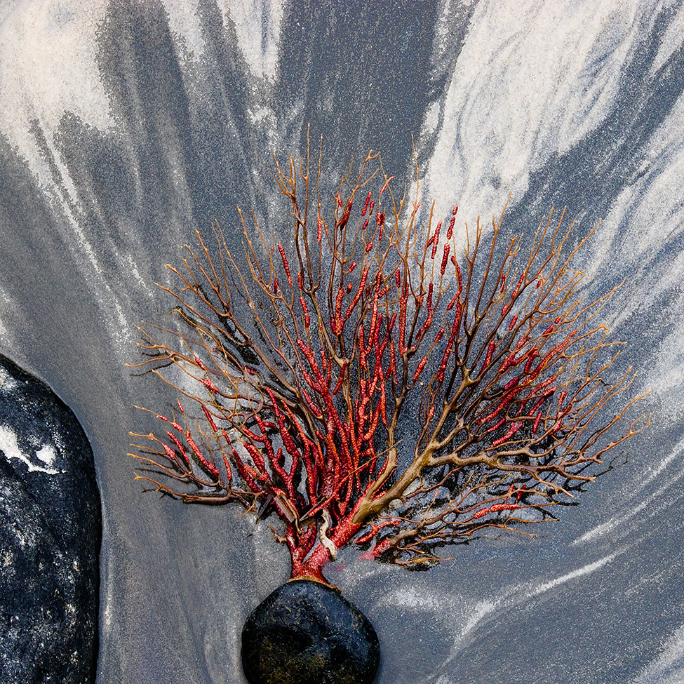 Red Tree