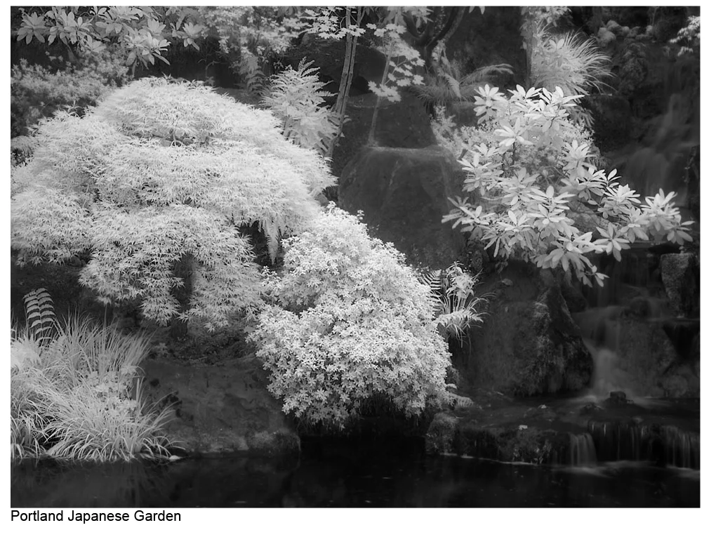 Infrared_Photography-33.jpg
