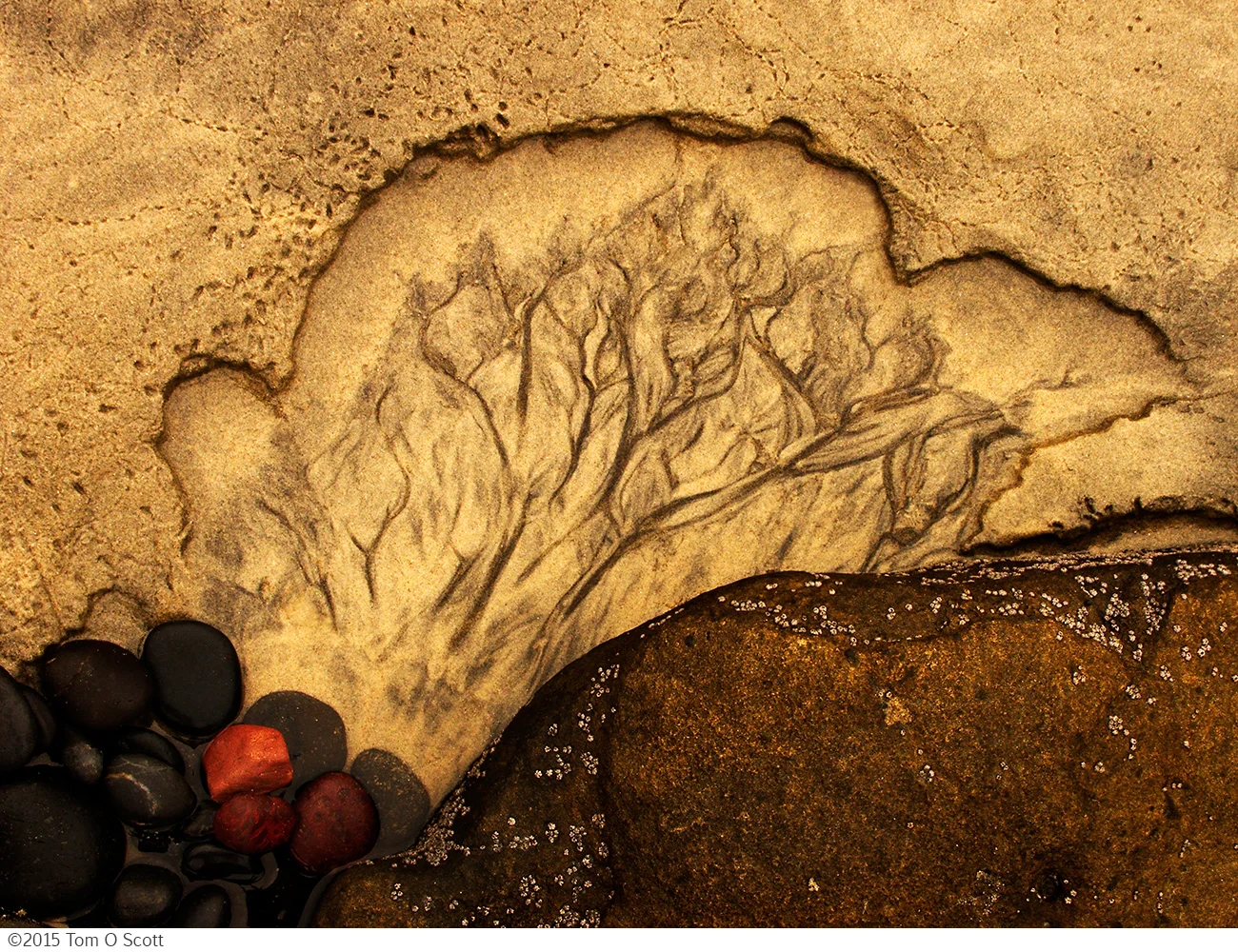 Forest Rocks