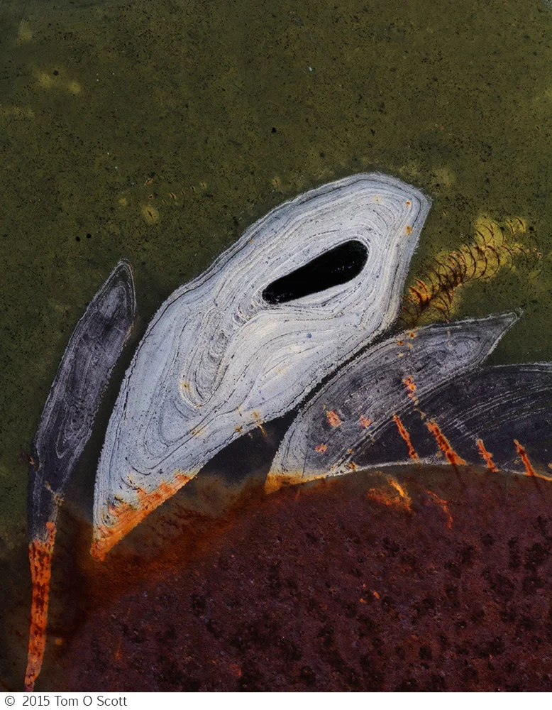 Birth of the White Whale