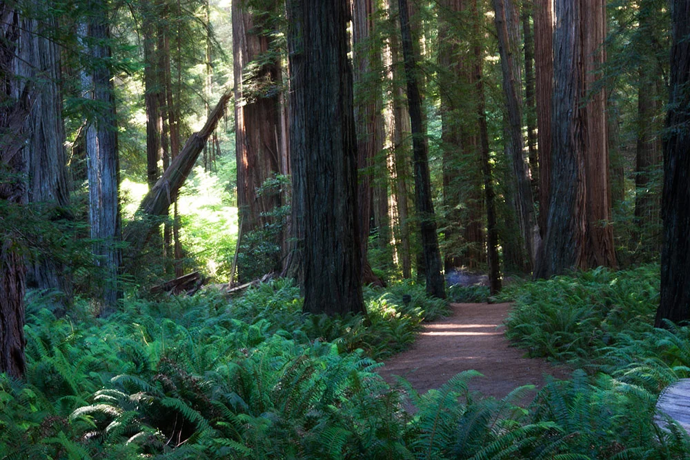 A80_Pacific_Coast_2006-Jedediah_Smith_C20_3727-062.jpg