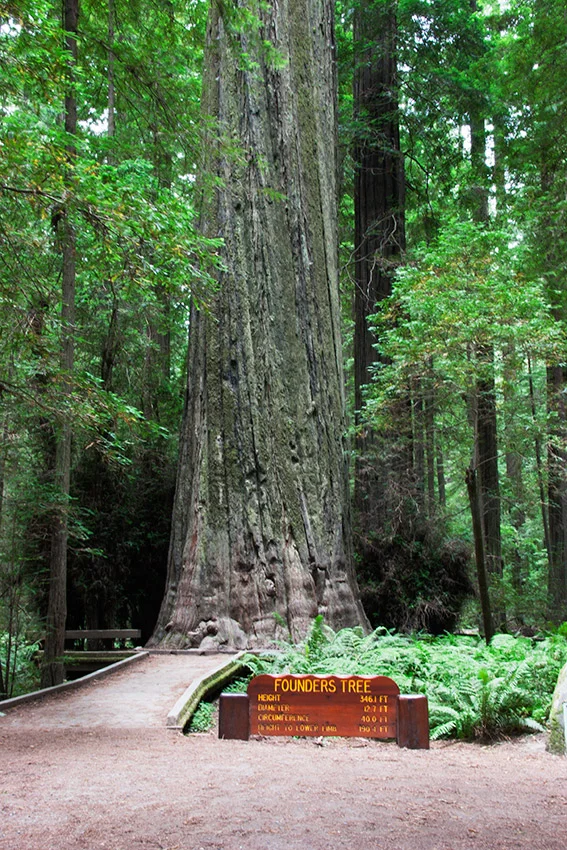 A80_Pacific_Coast_2006-Lost_Coast_C20_3451-075.jpg