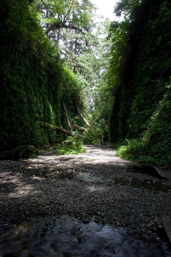 A80_Pacific_Coast_2006-Lost_Coast_C20_3534-090.jpg