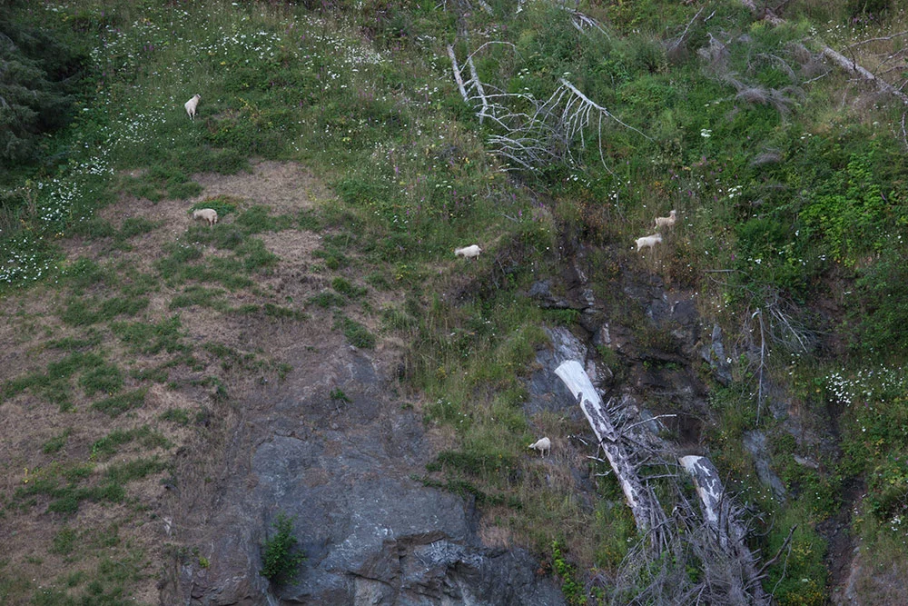 A80_Pacific_Coast_2006-Natural_Bridge_C20_3787-125.jpg