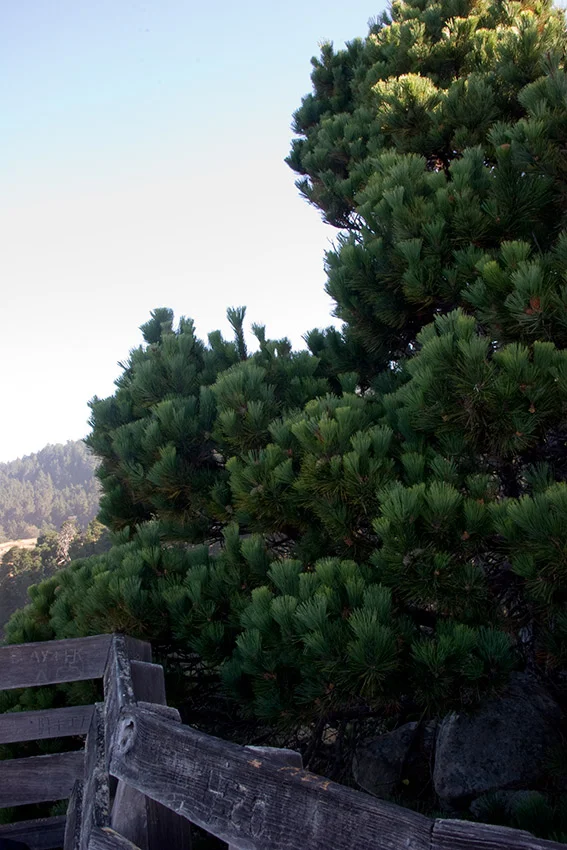 A80_Pacific_Coast_2006-Salt_Point_C20_3057-200.jpg