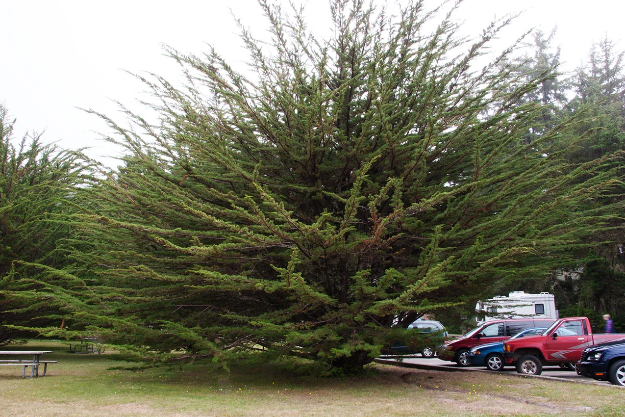 A80_Pacific_Coast_2006-Shore_Acres_C20_4176-247.jpg