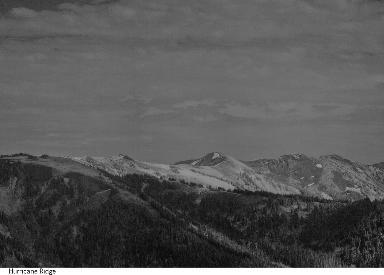 Hurricane_Ridge_C20_080608_027 copy.jpg