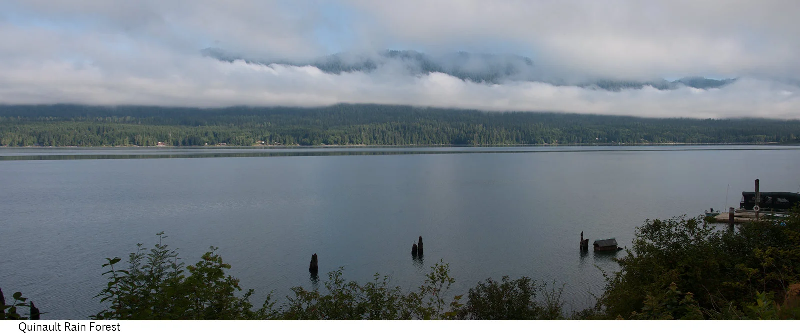 Lake_Quinault_C40_080308_11 copy.jpg