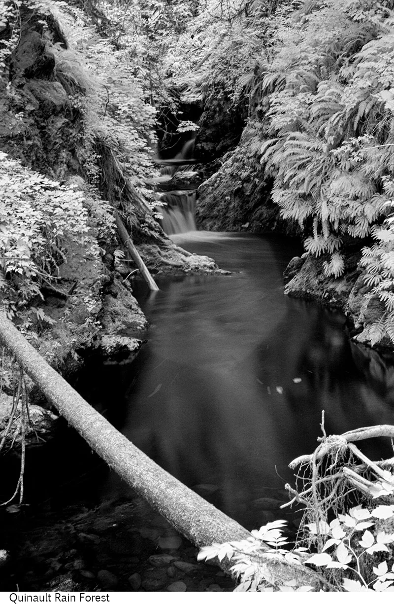 Quinault_Rain_Forest_C20_080208_008 copy.jpg