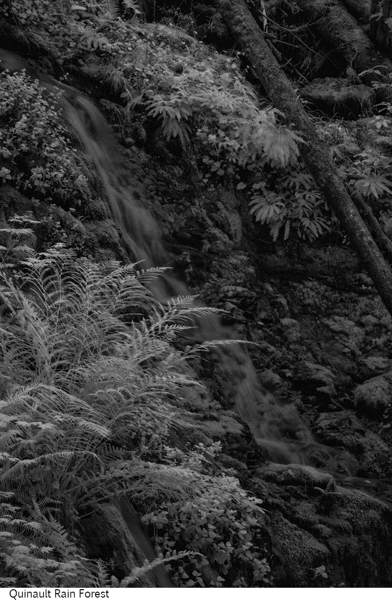 Quinault_Rain_Forest_C20_080308_010 copy.jpg