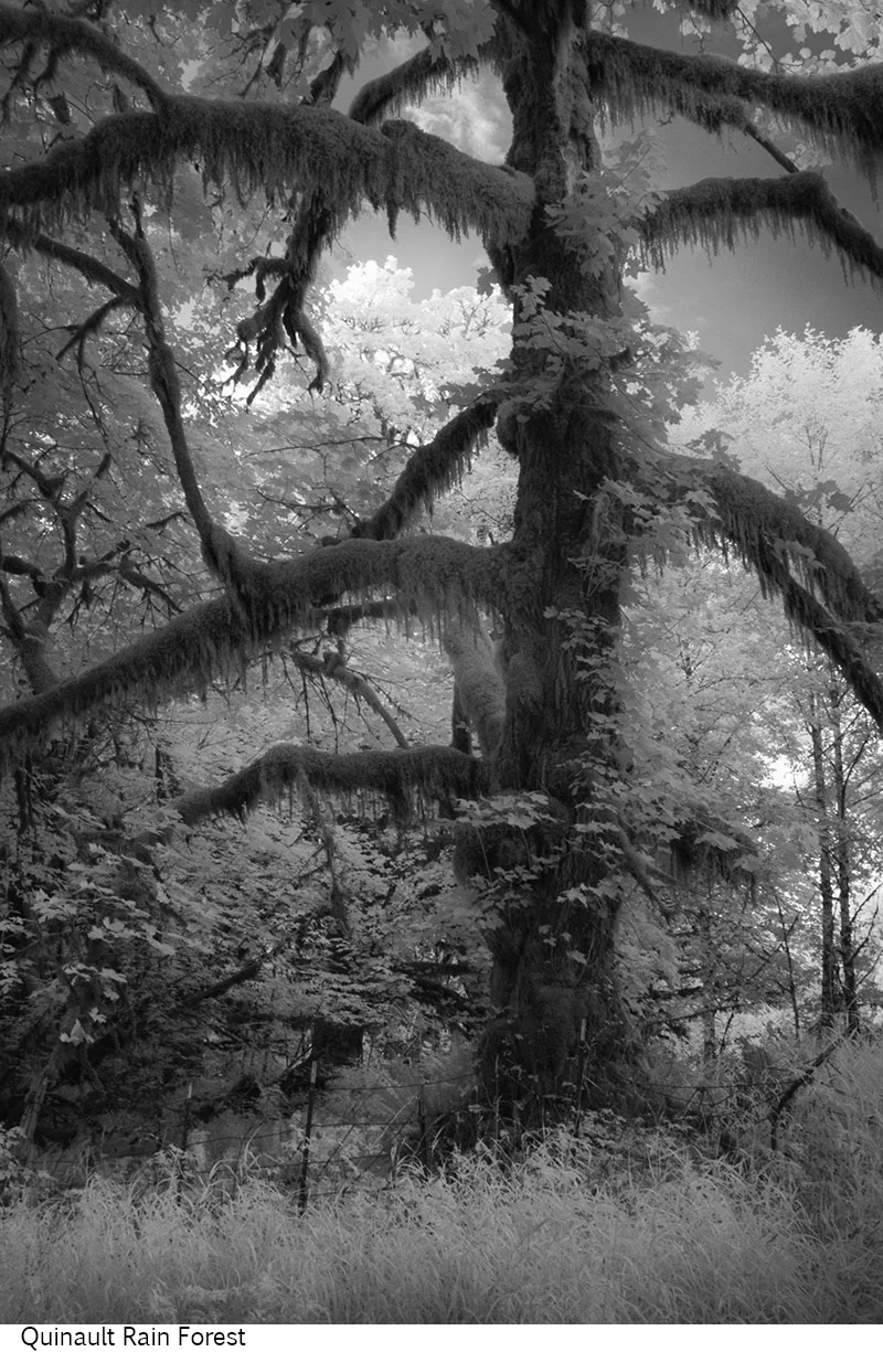 Quinault_Rain_Forest_C20_080308_036 copy.jpg