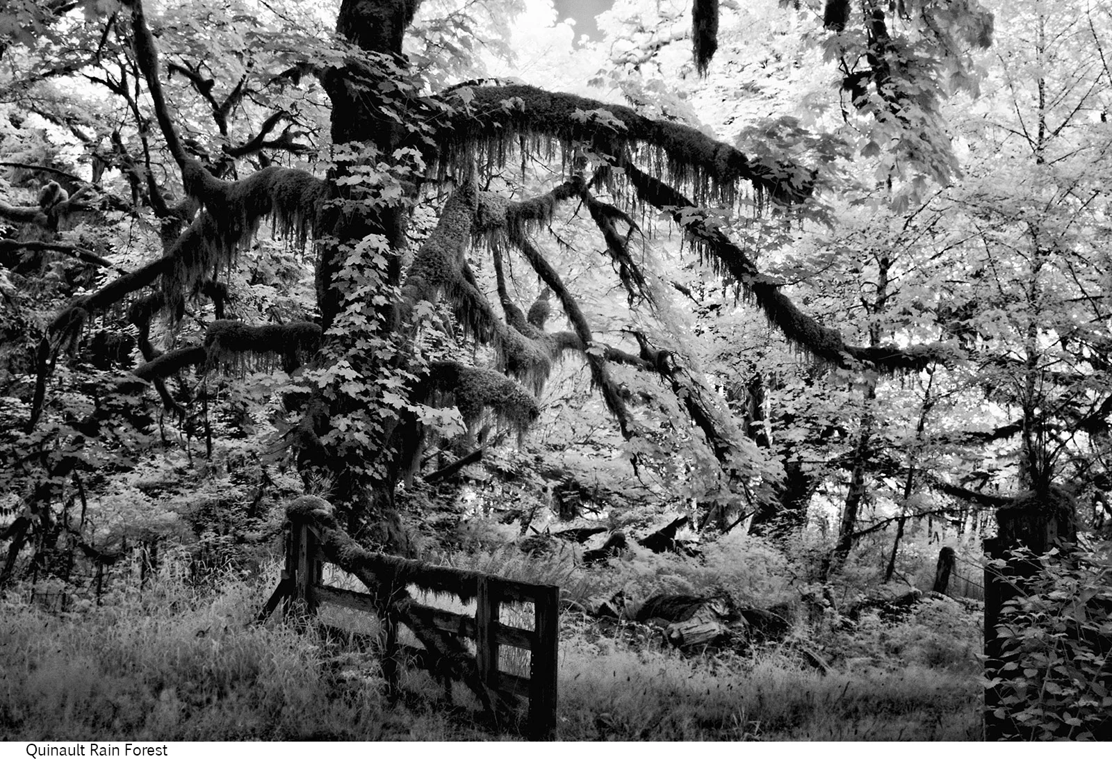 Quinault_Rain_Forest_C20_080408_004 copy.jpg