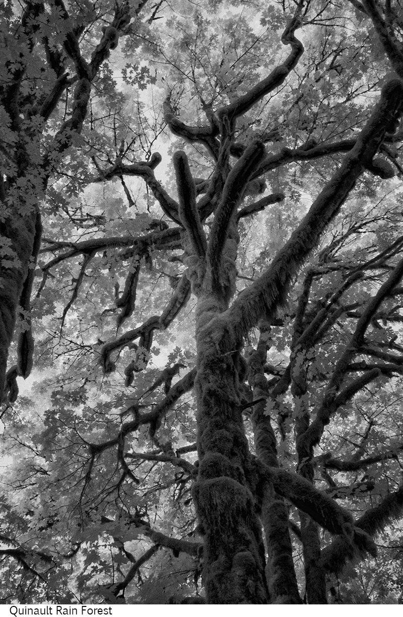 Quinault_Rain_Forest_C20_080408_027 copy.jpg