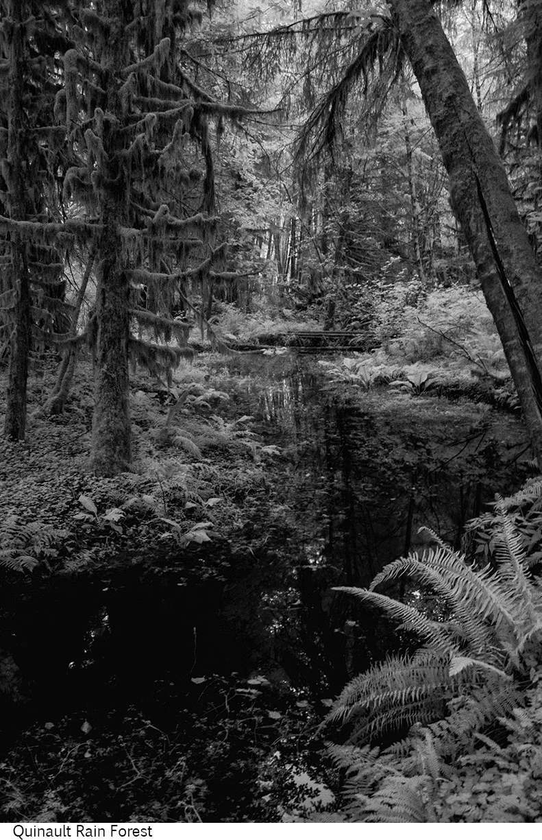 Quinault_Rain_Forest_C20_080408_037 copy.jpg
