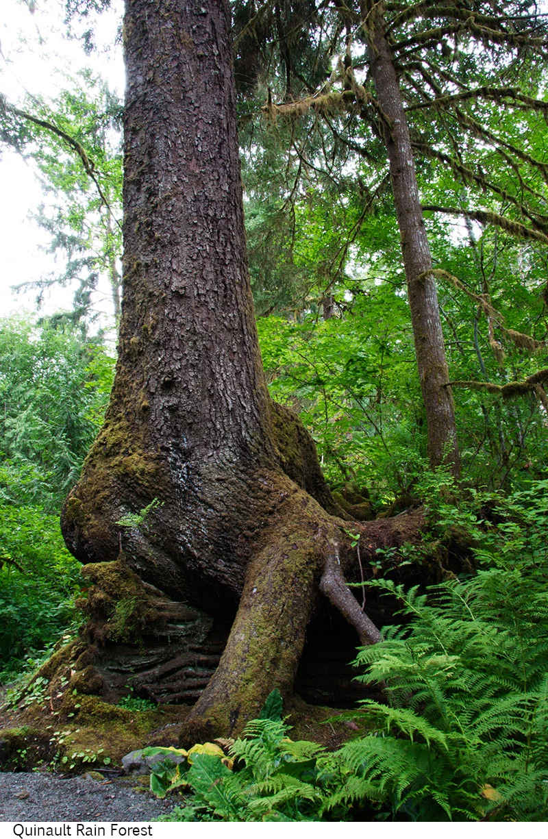 Quinault_Rain_Forest_C40_080208_001 copy.jpg