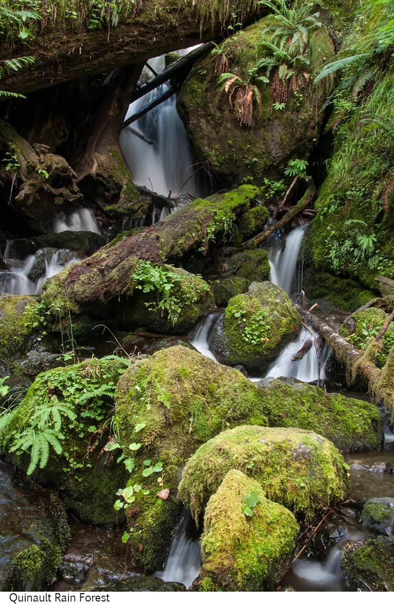 Quinault_Rain_Forest_C40_080308_032 copy.jpg