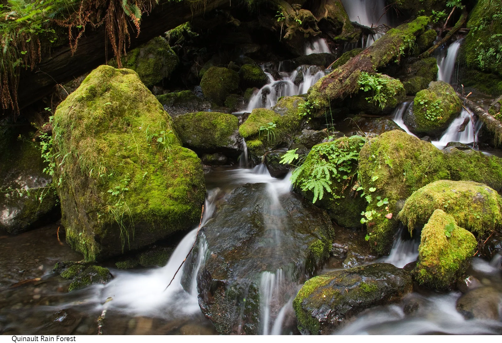 Quinault_Rain_Forest_C40_080308_034 copy.jpg