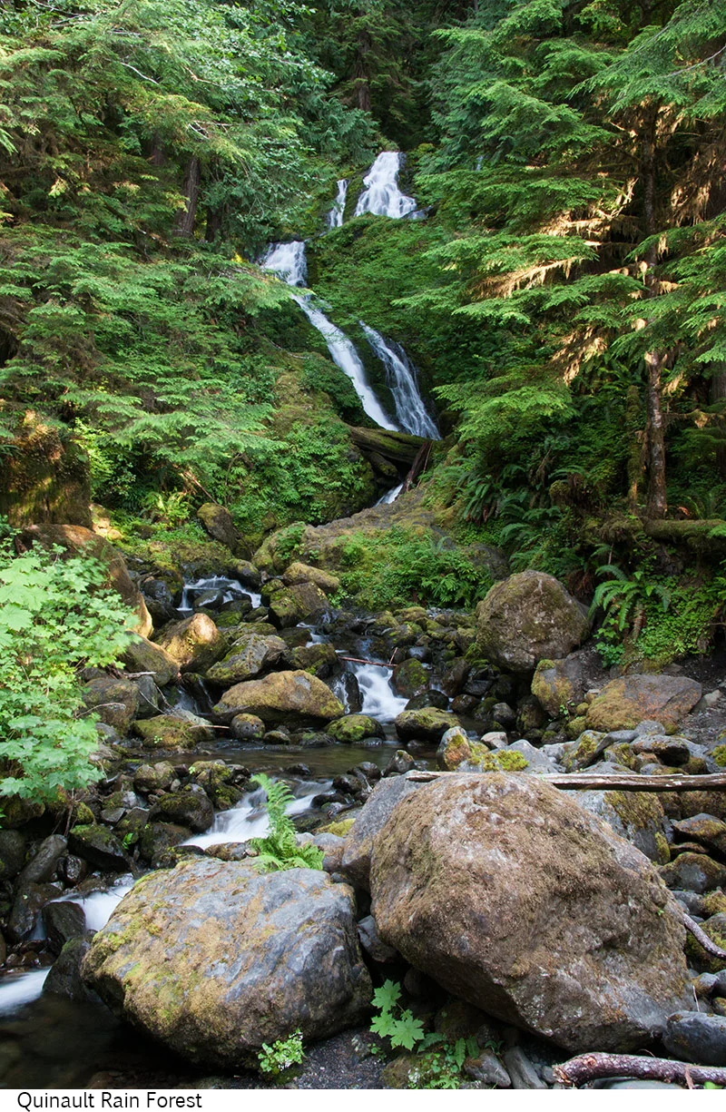 Quinault_Rain_Forest_C40_080308_040 copy.jpg