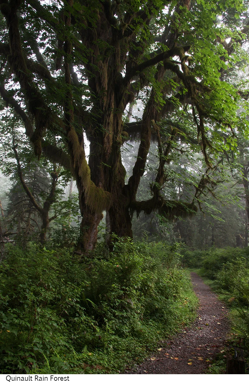 Quinault_Rain_Forest_C40_080408_024 copy.jpg