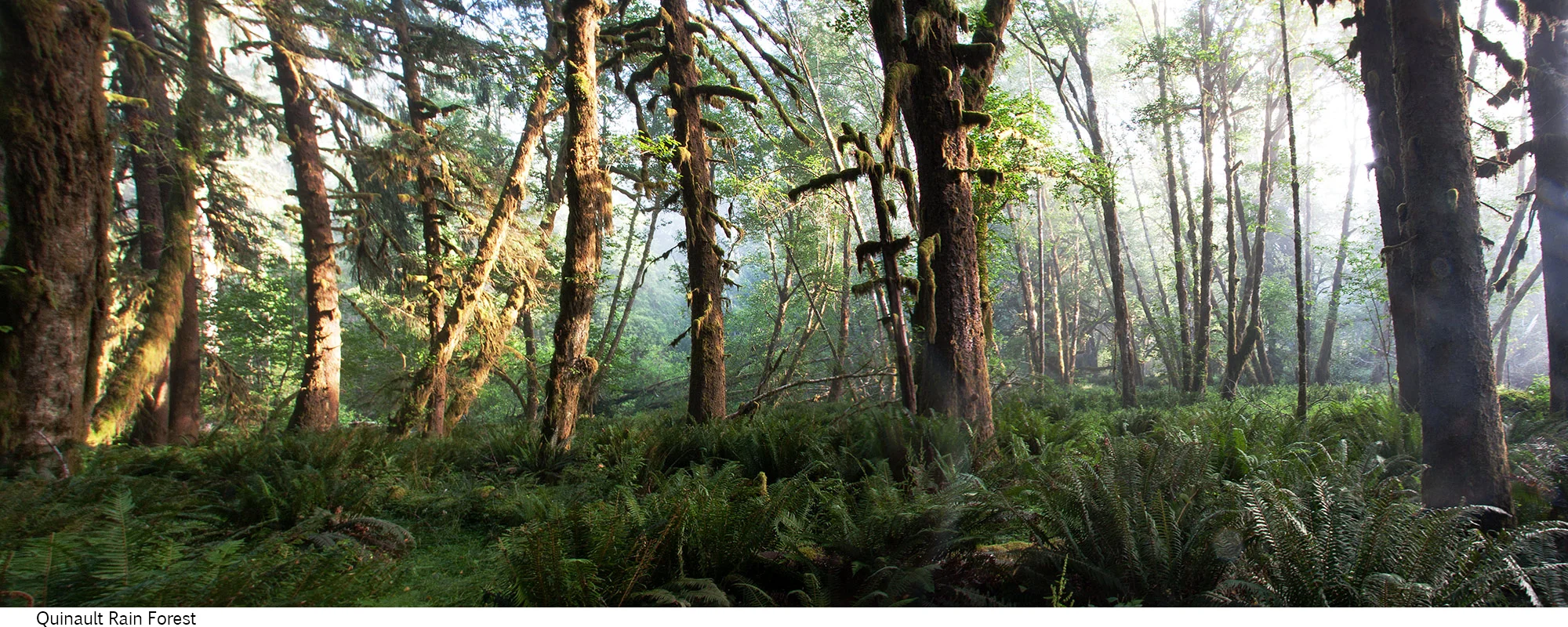 Quinault_Rain_Forest_C40_080408_016 copy.jpg