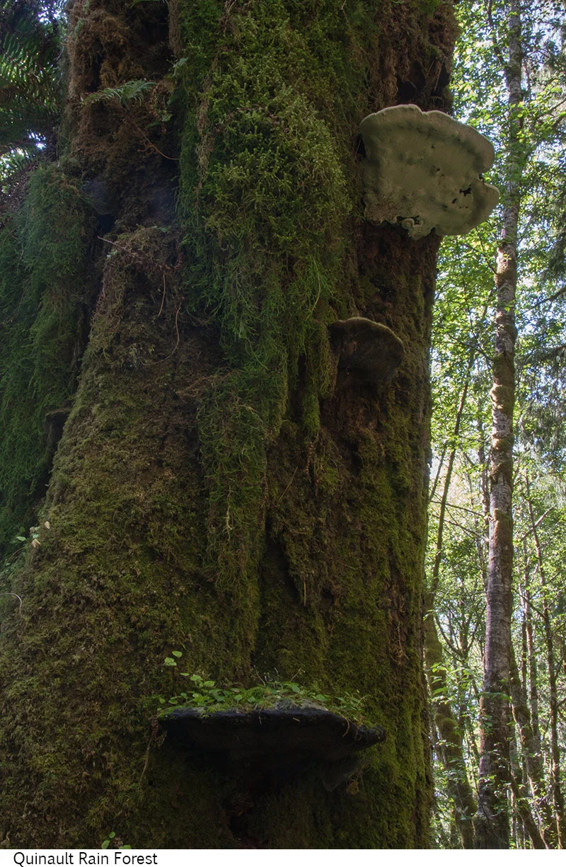 Quinault_Rain_Forest_C40_080408_049 copy.jpg