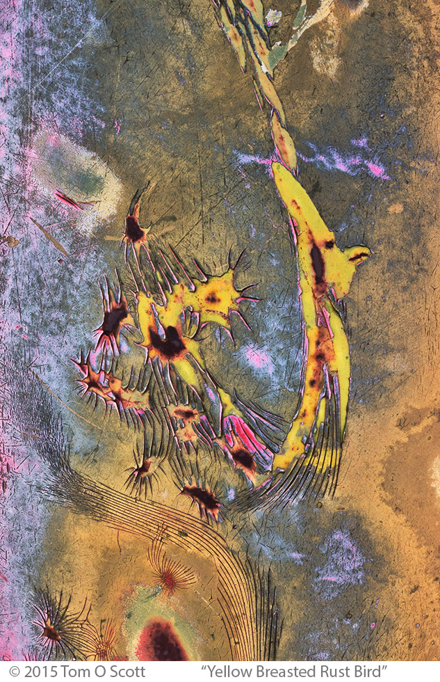 Yellow Breasted Rust Bird