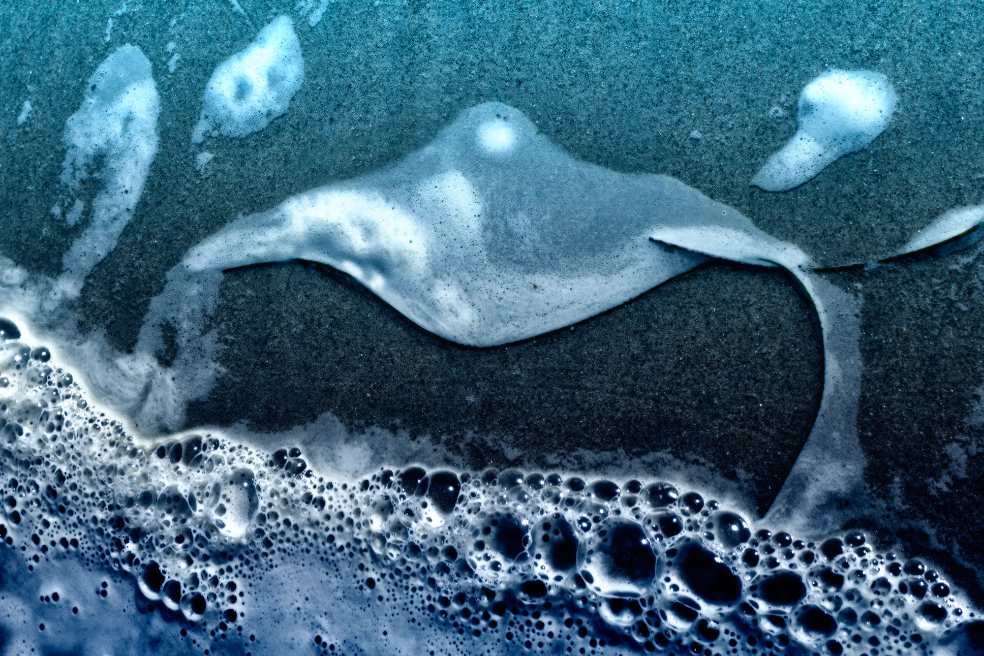 Manta_Ray_C60_1731-Version-2.jpg