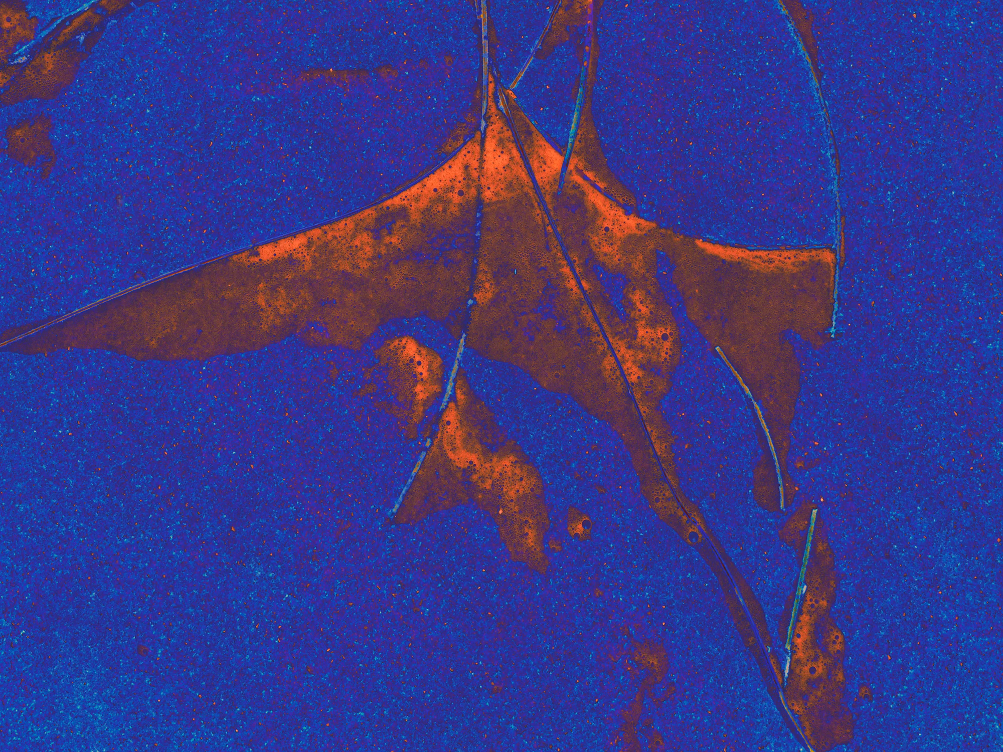 Wave_Remnants_No_9_C20_4713.jpg