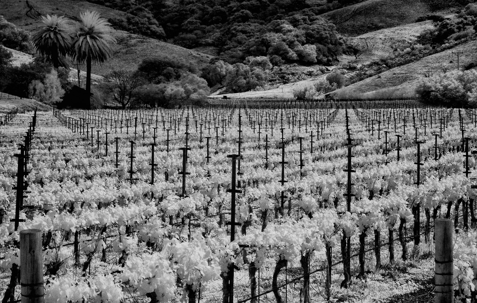 Jalama_Vineyard_No_2_C20_5115.jpg