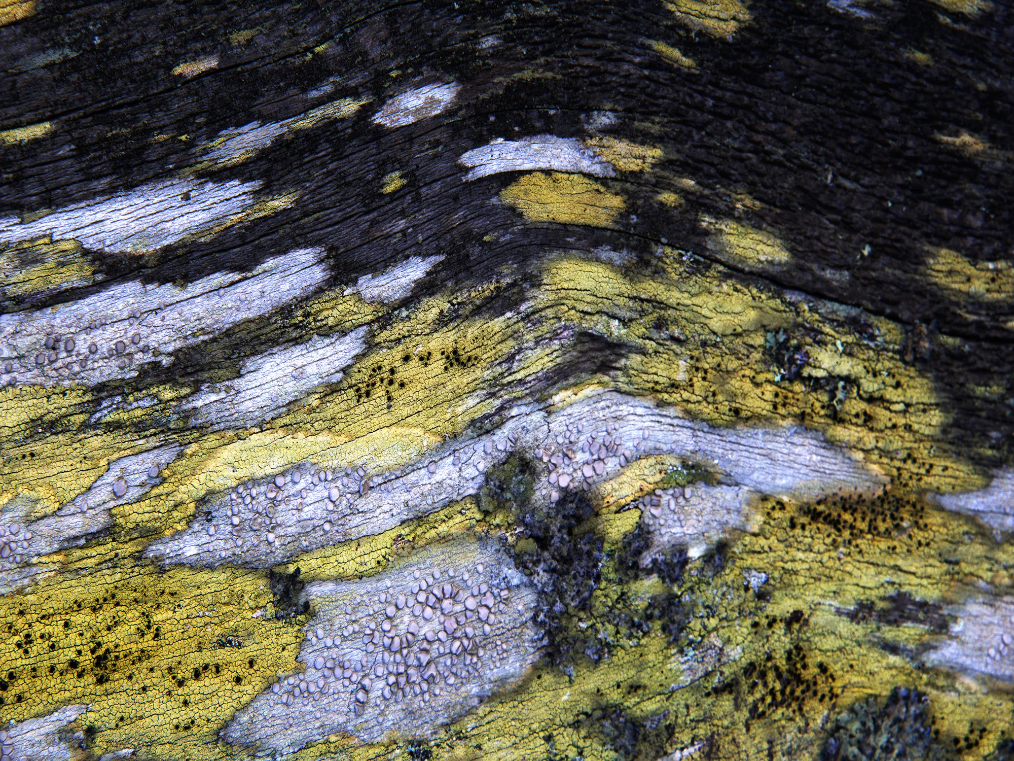 Point_Reyes_No_2_C60_0954.jpg