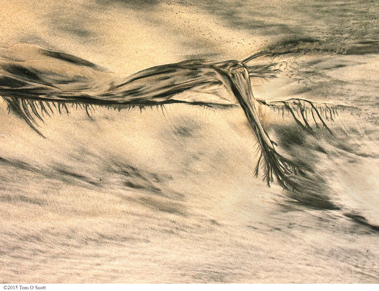 Swimmer_M4118.jpg