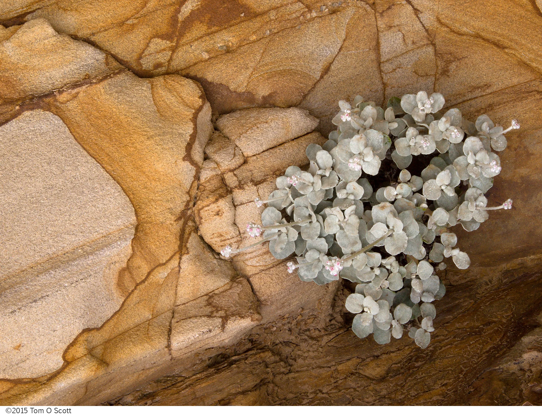 Bouquet---C20_3006 - Copy.jpg