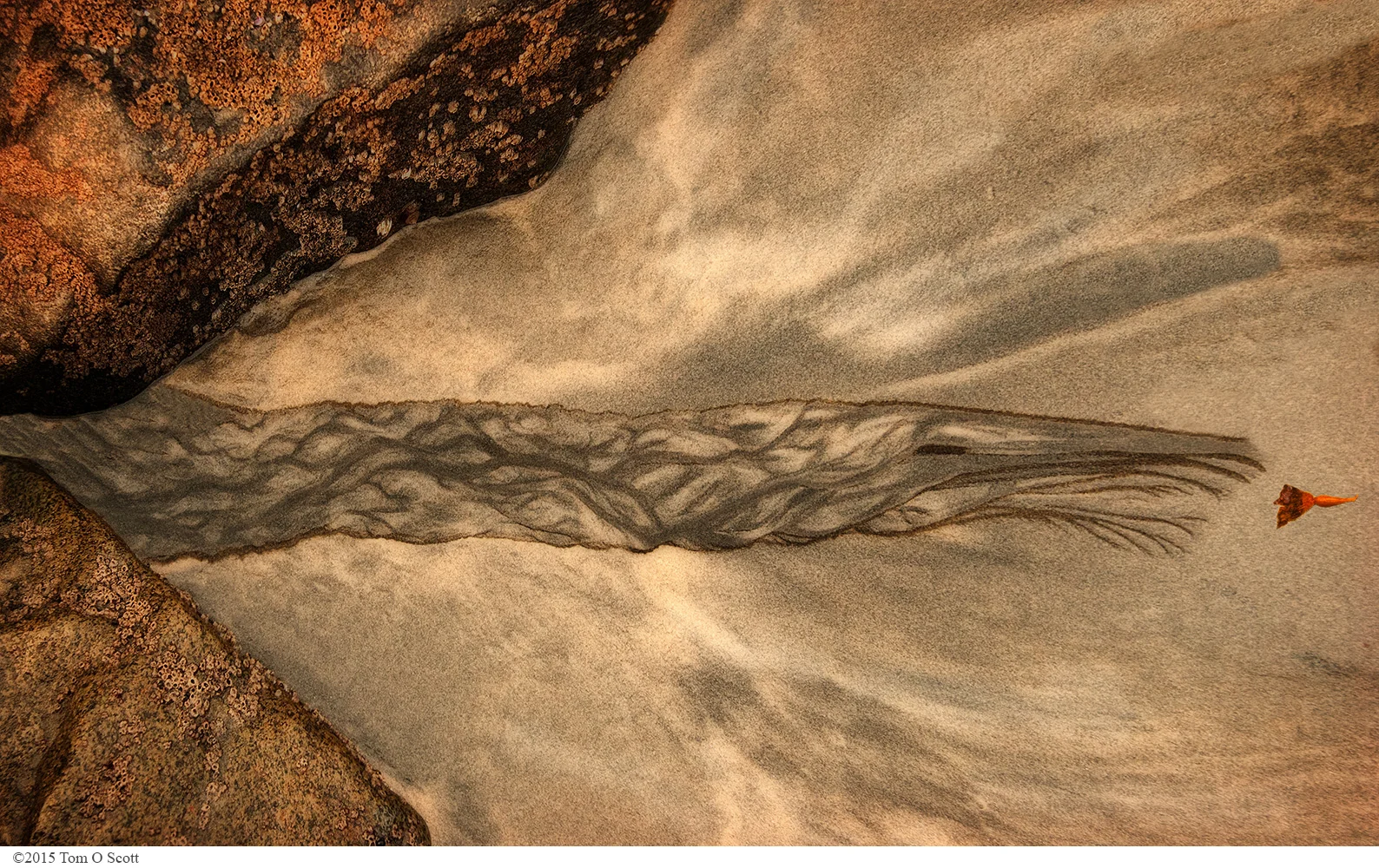 Moray_Eel_C20_1978.jpg
