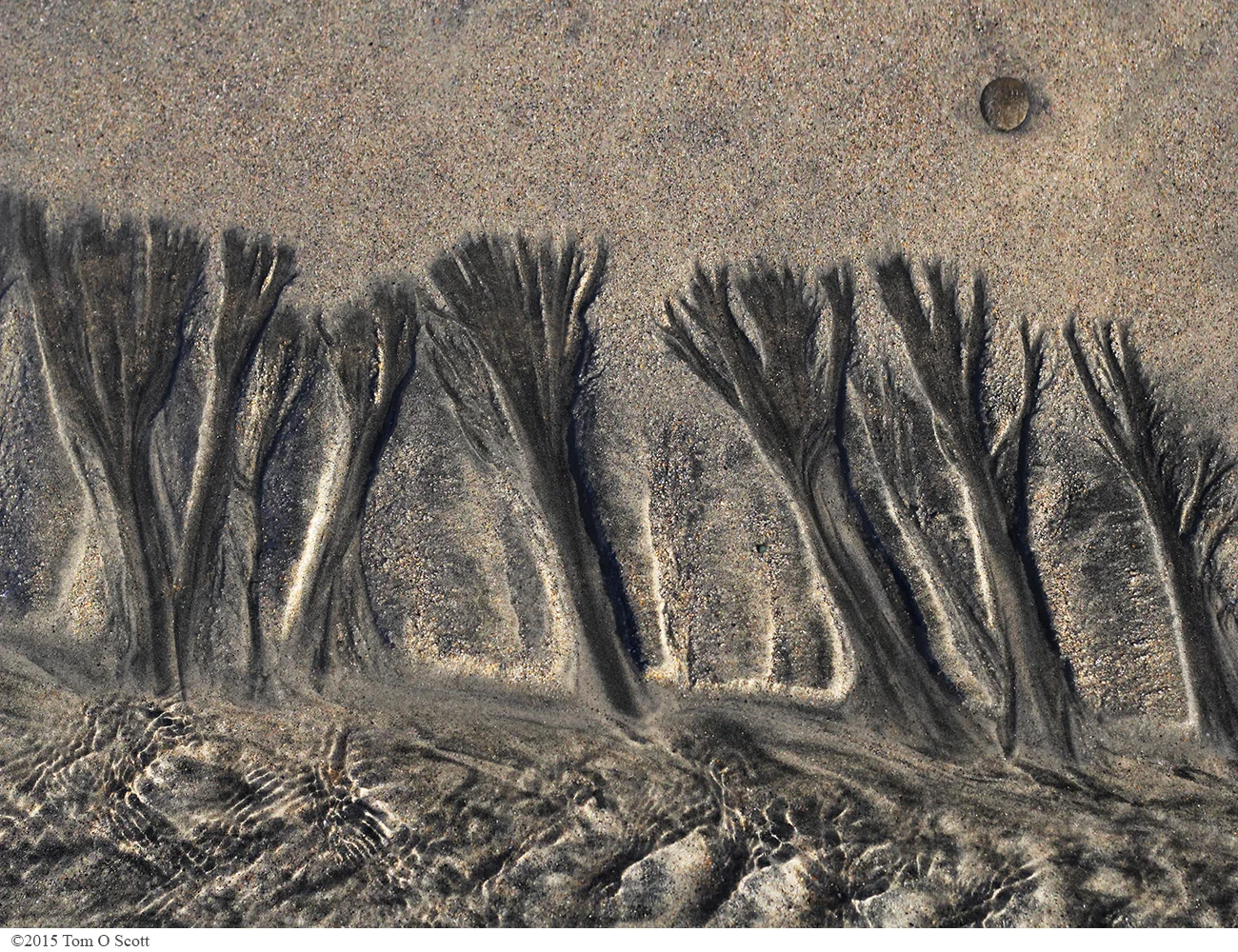 Riverside_Forest_C60_0685.jpg