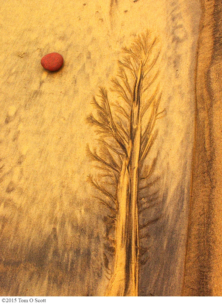 Sequoia_Moon_M4264.jpg