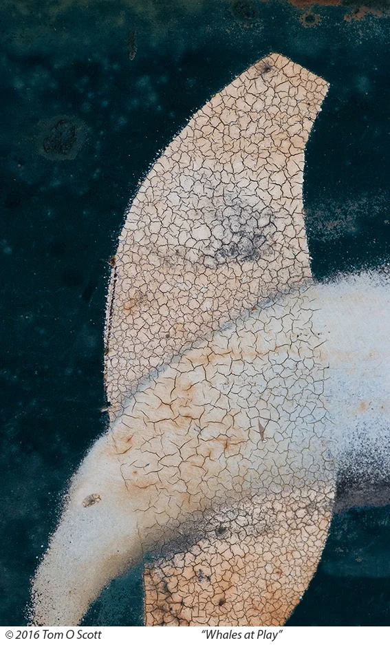 Whales at Play