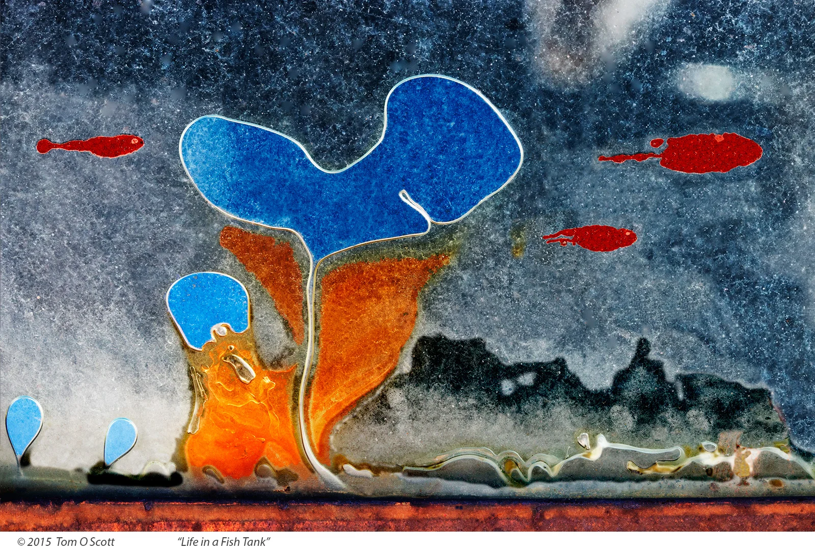 Life in a Fishtank